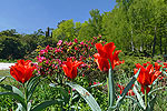 Blumenwiese