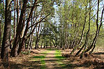 Wald
