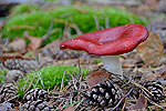 Pilz im Wald