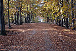 Waldweg zur Ostsee