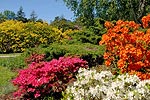 Blütenpracht im Rhododendronpark