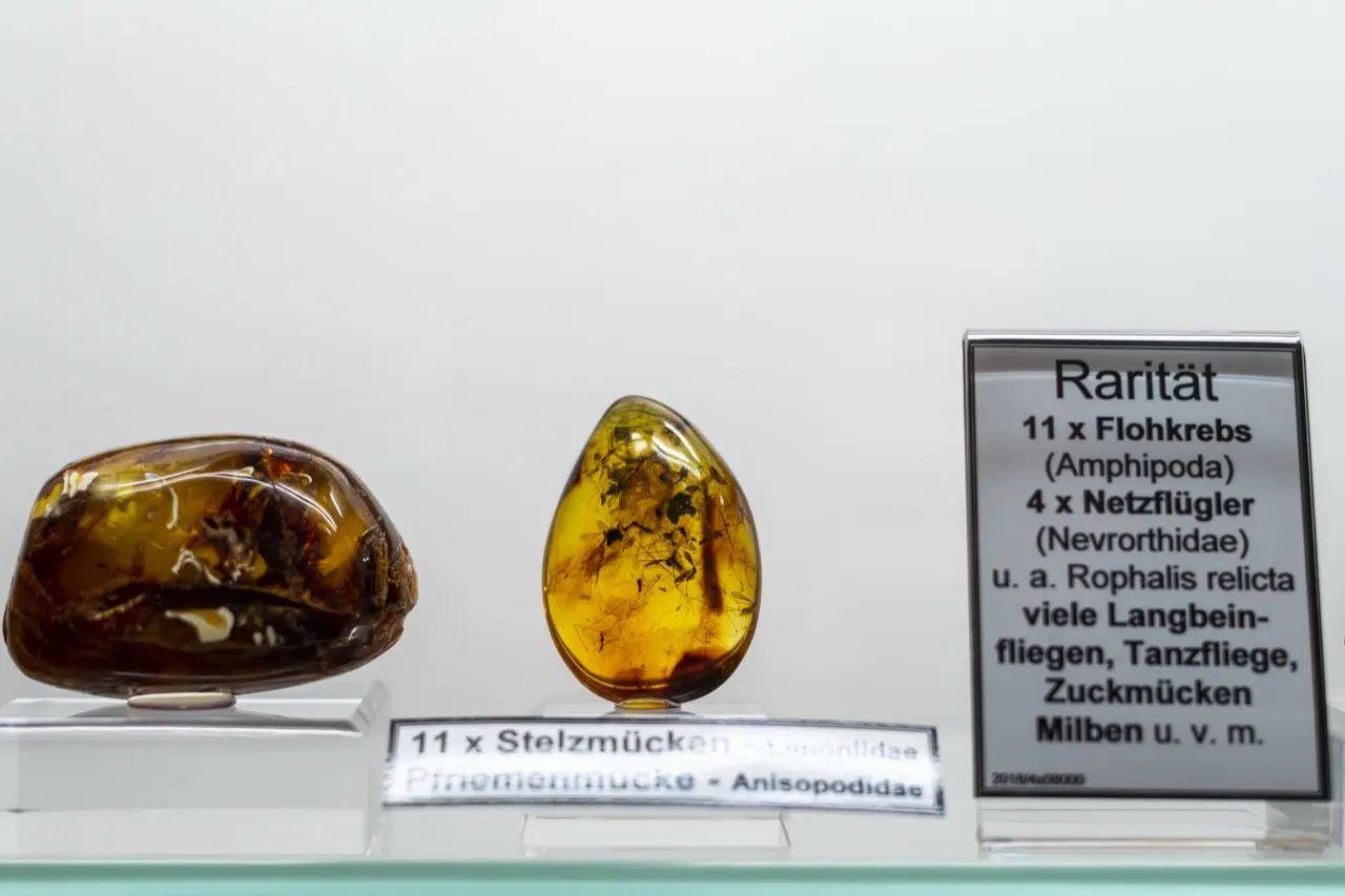 Zwei Bernsteine mit eingeschlossenen Insekten in einer Vitrine der Natur-Schatzkammer, daneben Schildchen mit den bestimmten Arten