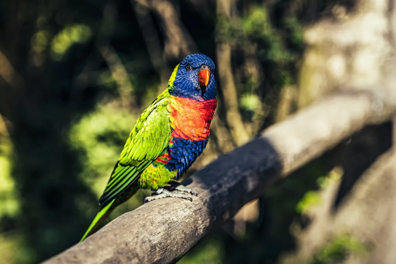 Allfarblori mit blauem Kopf, orangeroter Brust und grünen Flügeln sitzt auf einem Holzgeländer im Vogelpark Marlow