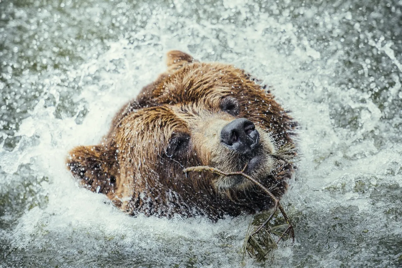 Braunbär taucht mit dem Kopf aus dem Wasser auf und schüttelt sich, rundum spritzende Tropfen – Wildpark-MV Güstrow