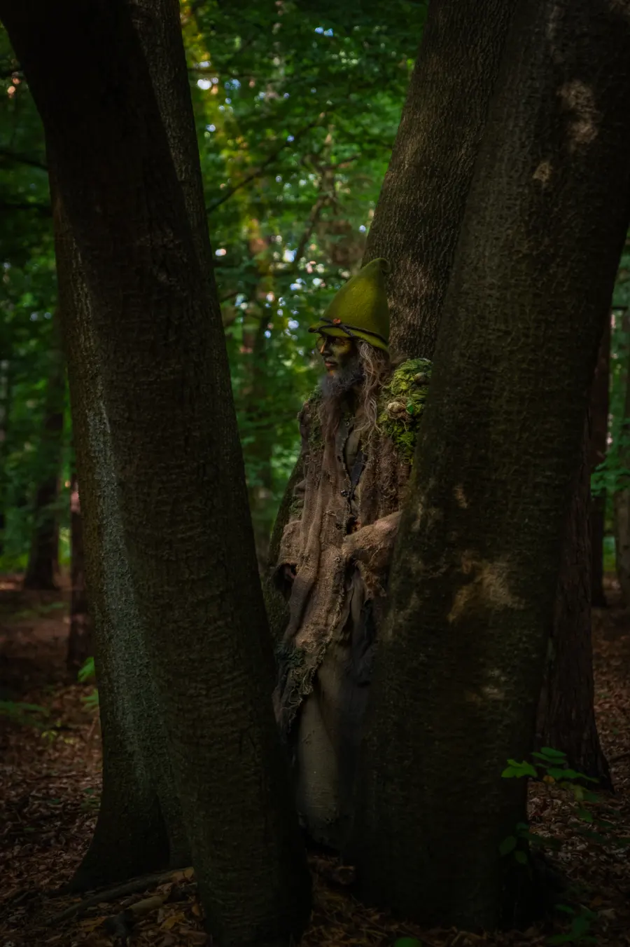 Der Murmann lehnt zwischen zwei Buchenstämmen im Küstenwald