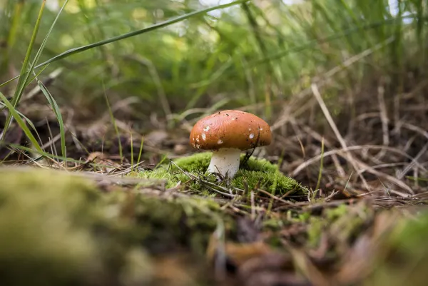 Fliegenpilz zwischen Moos und Gräsern auf dem Waldboden