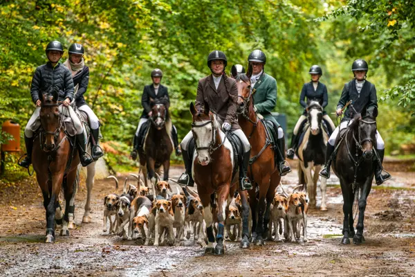 Reiterinnen und Reiter mit Kappen, vor ihnen die Meute auf einem Waldweg