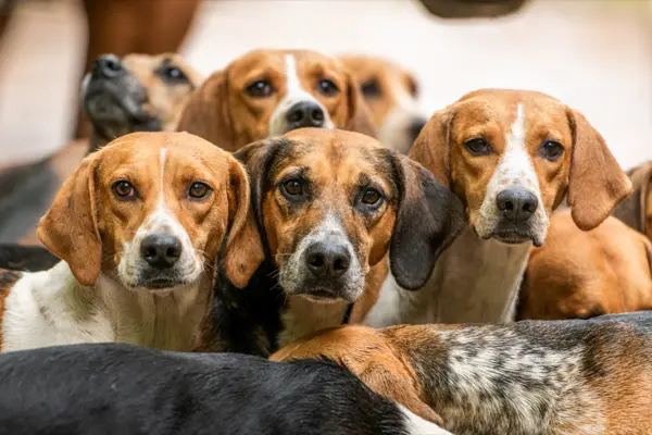 Mehrere Hunde der Meute blicken neugierig in die Kamera