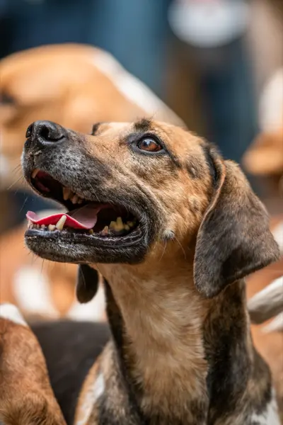 Ein Hund der Meute in Nahaufnahme, das Maul geöffnet