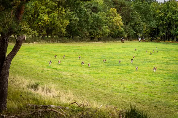Die Meute läuft über eine weite Wiese am Waldrand