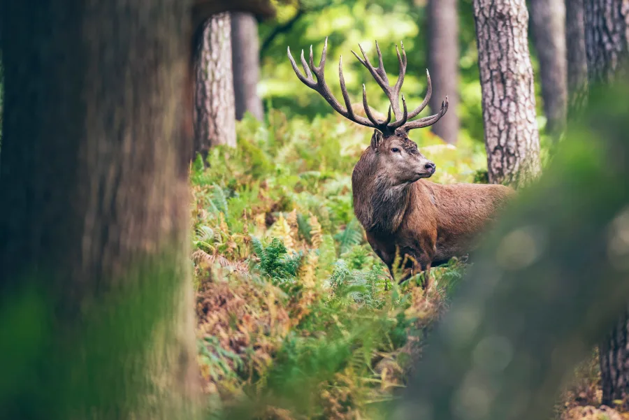 Wildschwein im herbstlichen Wald
