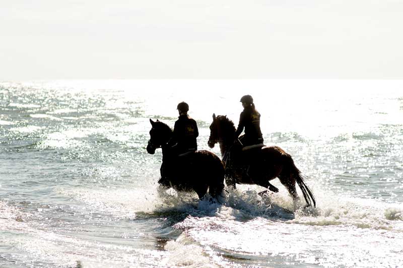 Strandritt auf einem Trakehner