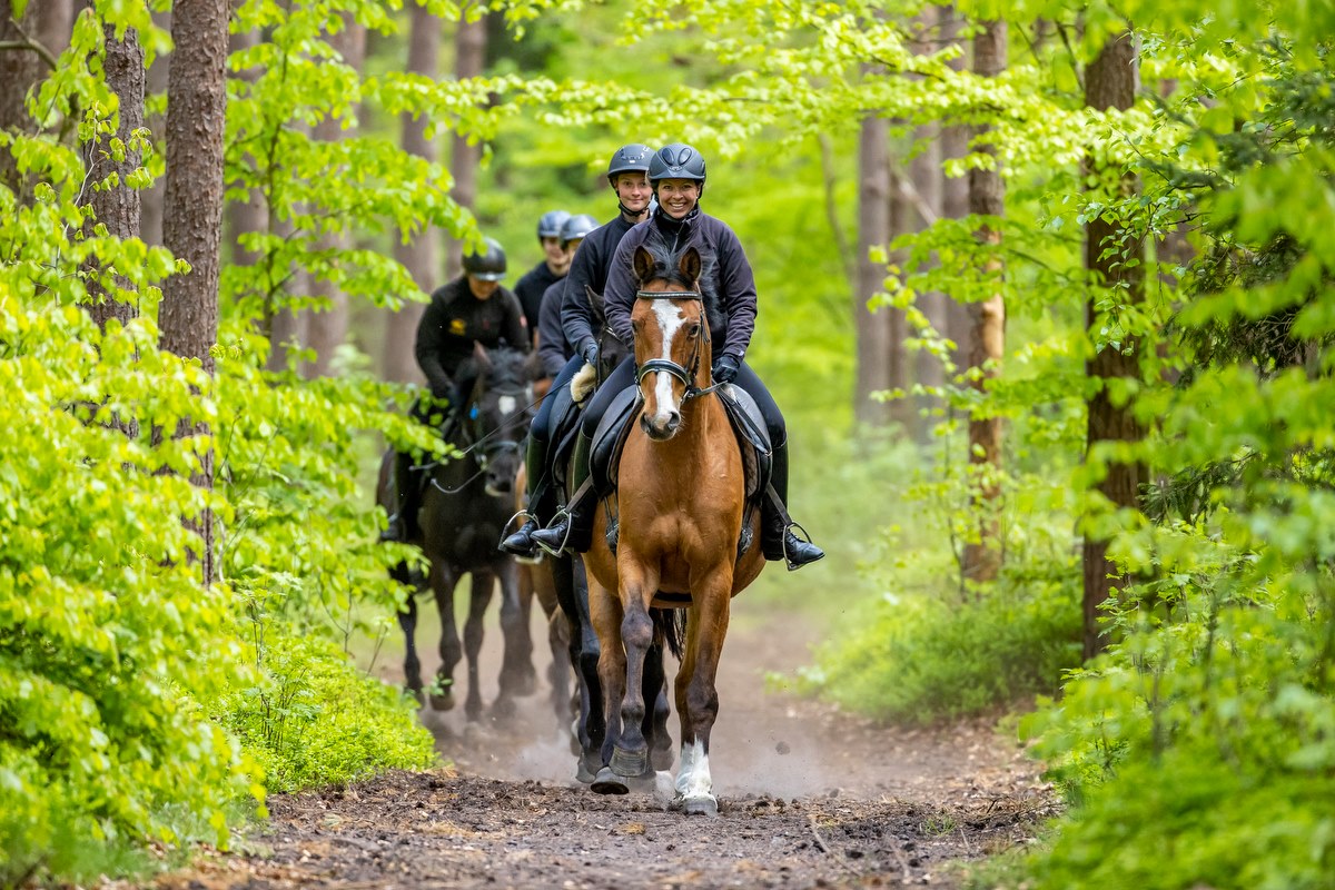 Ausritt durch den Küstenwald