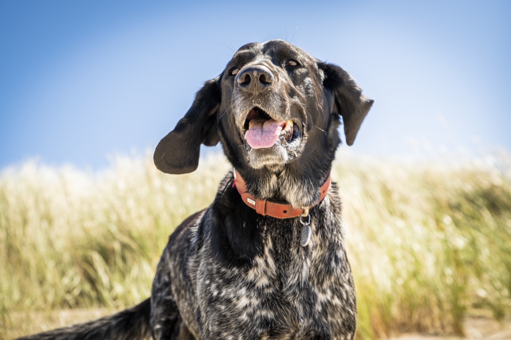 Hund am Ostseestrand von Graal-Müritz