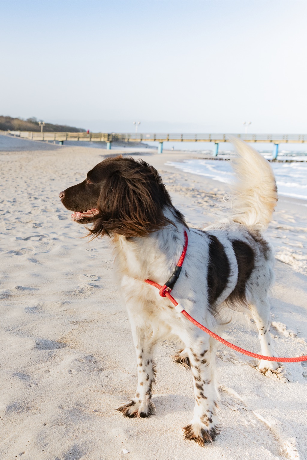 Hund mit Leine am Strand von Graal-Müritz, Seebrücke im Hintergrund