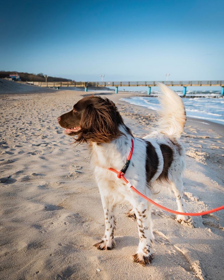 Hundestrand in Graal‑Müritz