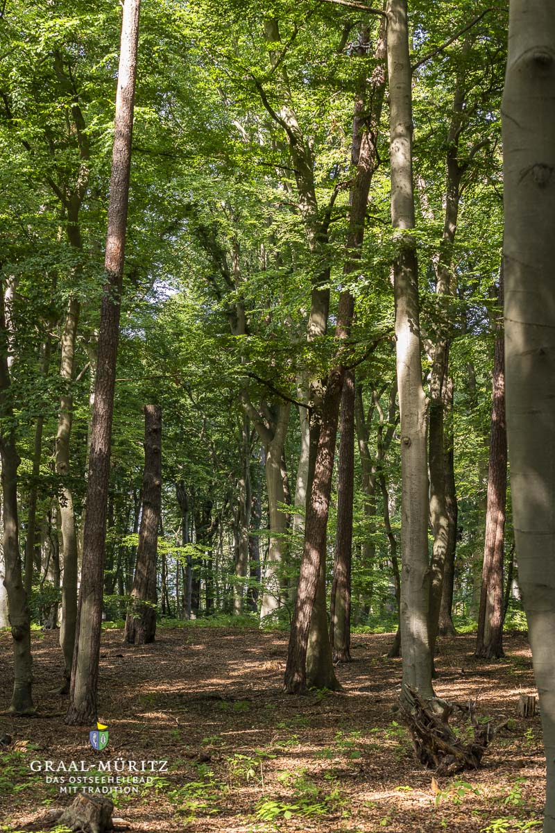 Waldweg im Kurwald