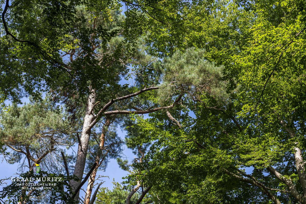 Natur im Kurwald