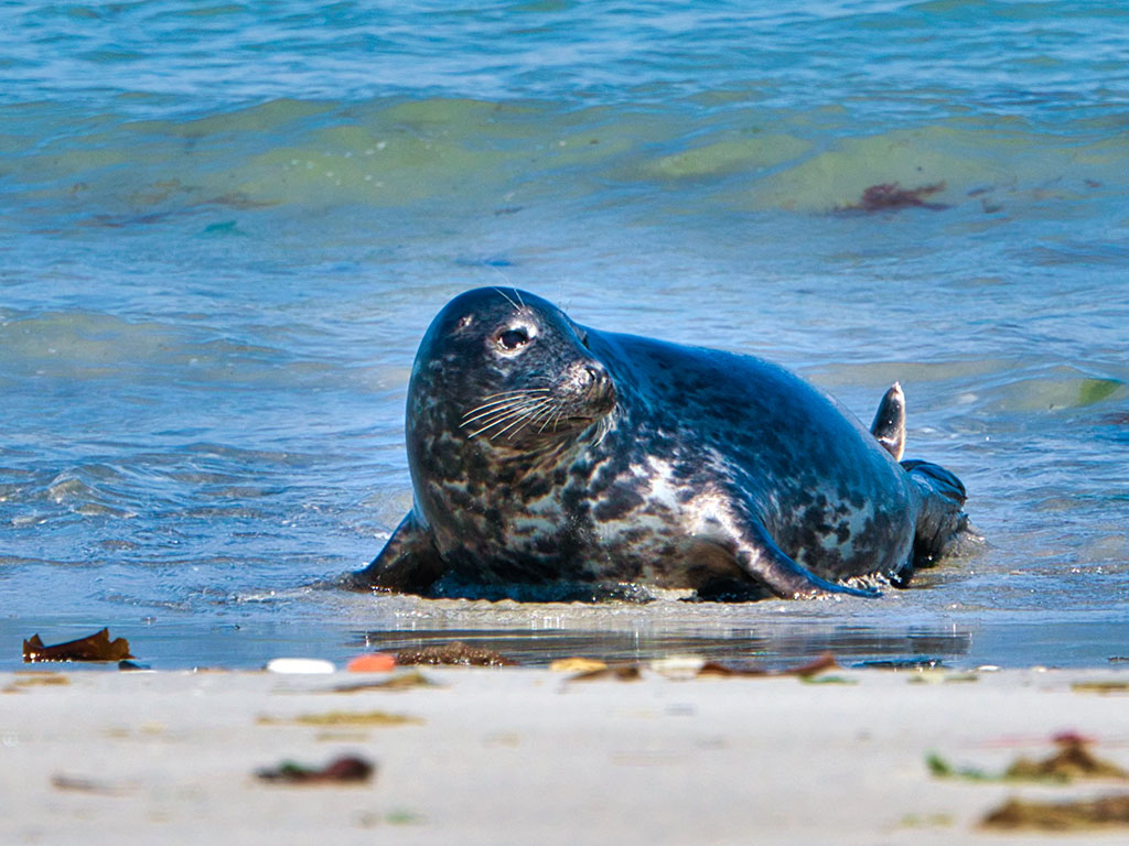 Robbe am Strand